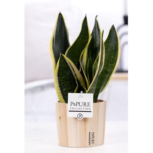 Sansevieria Trif. 