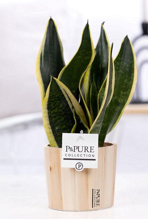 <h4>Sansevieria Trif. "Futura Superba" in P&PURE wood 5</h4>