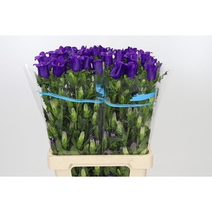 Campanula Medium Champion Blue