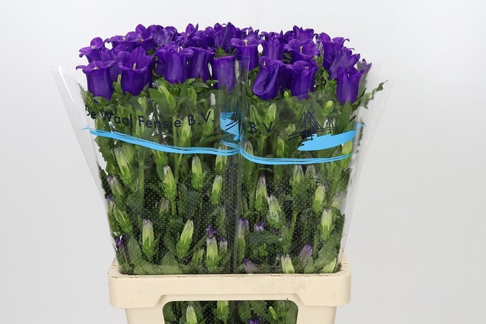 <h4>Campanula Medium Champion Blue</h4>