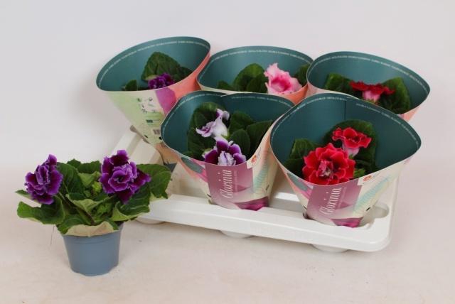 <h4>SINN BROCADE GEM</h4>