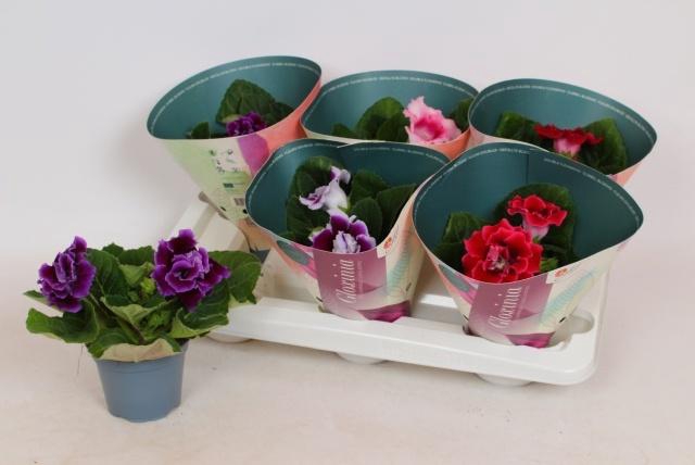 <h4>SINN BROCADE GEM</h4>