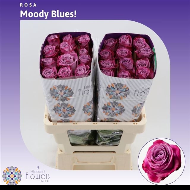 <h4>R GR MOODY BLUES!</h4>