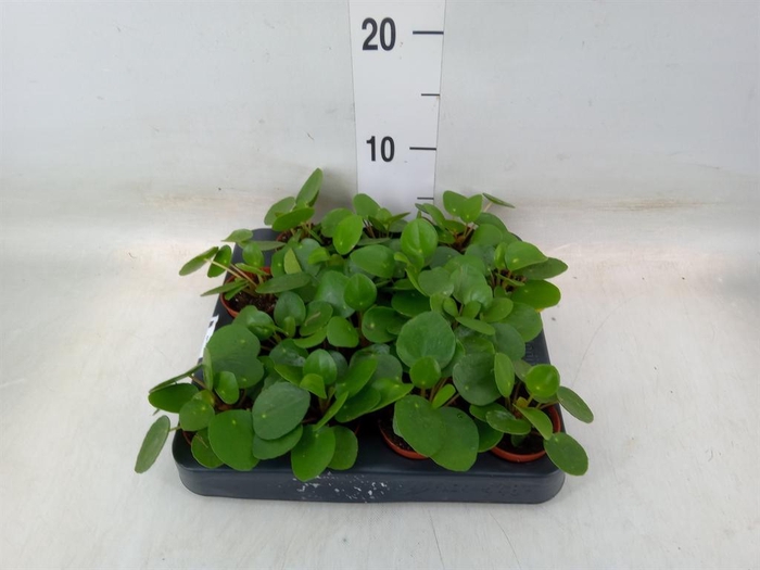 <h4>Pilea peperomioides</h4>