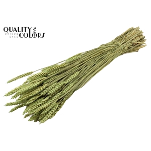 Triticum per bunch Frosted Mint green