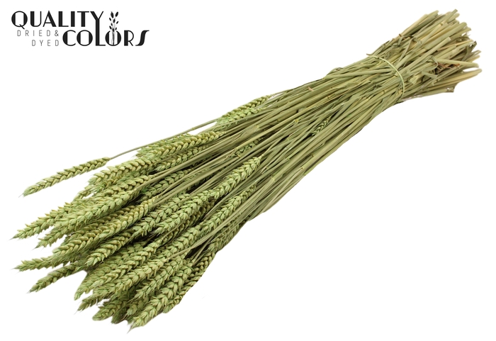 <h4>Triticum per bunch Frosted Mint green</h4>