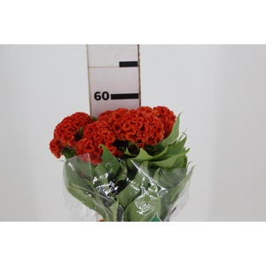 CELOSIA PERSIMMON CHIEF 060 CM LARANJA