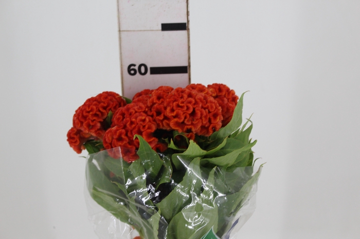 CELOSIA PERSIMMON CHIEF 060 CM LARANJA