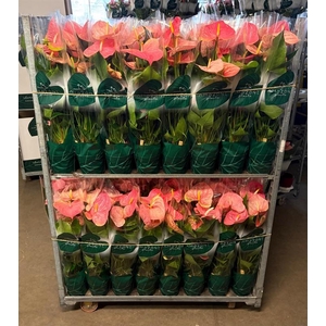 Anthurium Andr. Colorado
