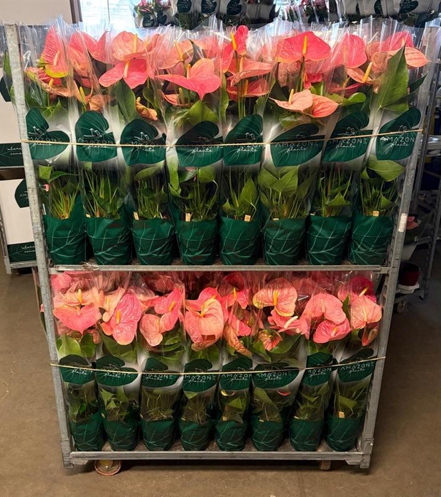 <h4>Anthurium Andr. Colorado</h4>