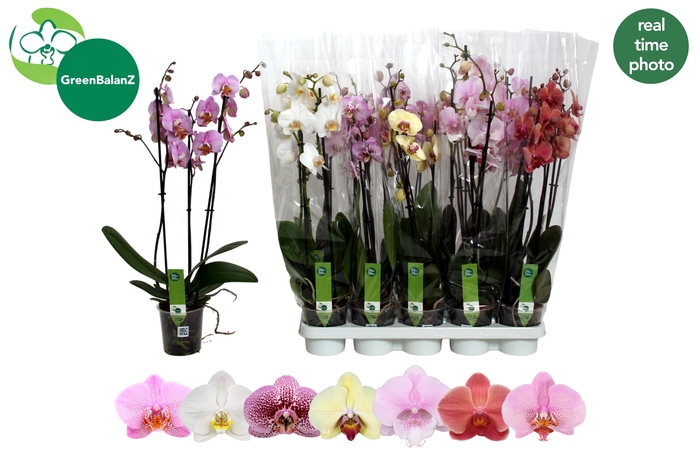 <h4>PHAL GEM 7 KL</h4>