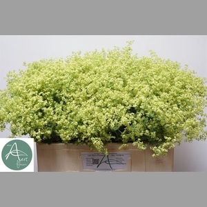 ALCHEM M ROBUSTICA