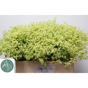 ALCHEM M ROBUSTICA