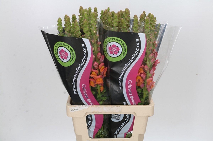 <h4>Antirrhinum Potomac Dark Orange</h4>