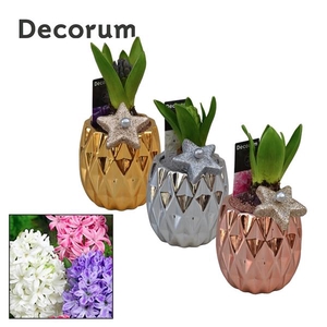Arrangementen Hyacinthus 6%
