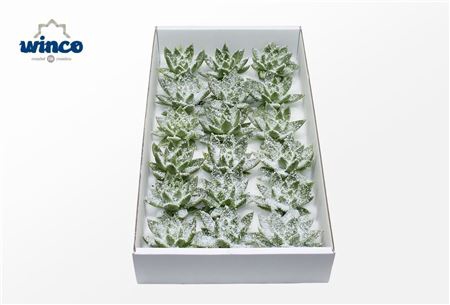 Echeveria White Snow Cutflower Wincx-8cm