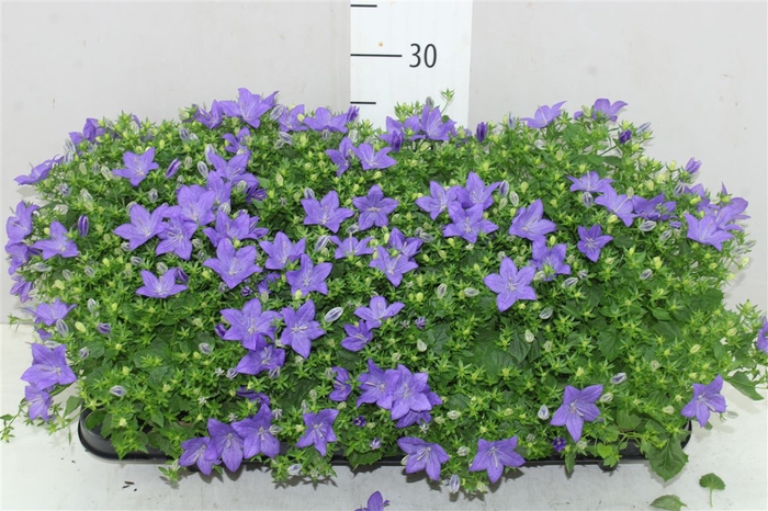 Campanula Is Napoli