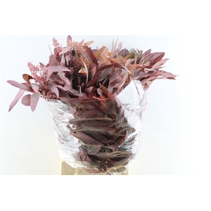 Euca Populus Berry Red Abs 300 Gram