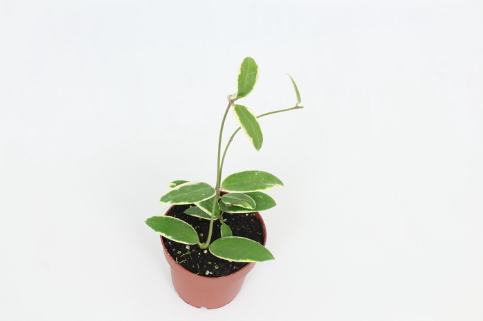 <h4>Hoya Verticillata (outer variegated) 12 cm</h4>