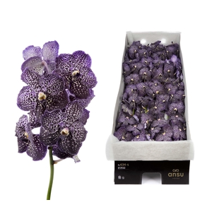 Vanda Jeff Leatham X20