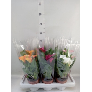 Zantedeschia   ...mix 4
