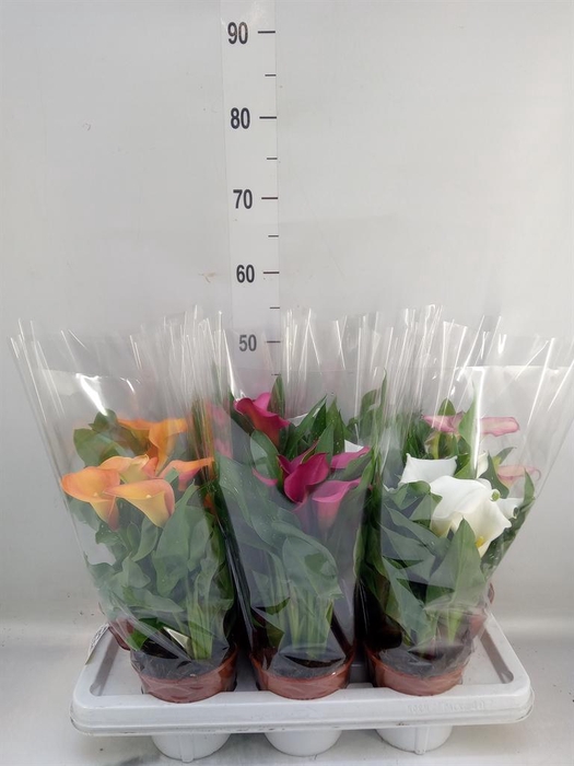 <h4>Zantedeschia   ...mix 4</h4>