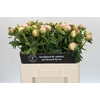 Paeonia Colonel Owen Cousins