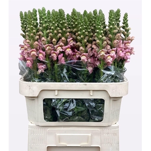 Antir Opus Pink