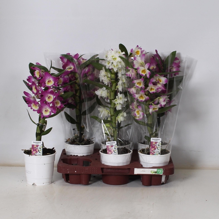 <h4>DENDR N GEM</h4>