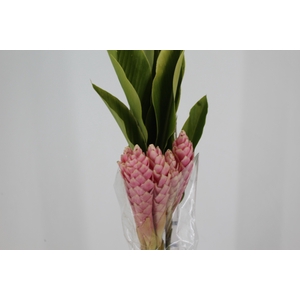 ALPINIA PURPURATA ROSA