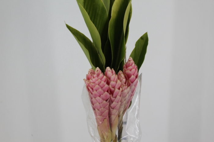 <h4>ALPINIA PURPURATA ROSA</h4>