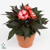 Impatiens NG 'ColPow Coral Flame'