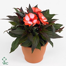 Impatiens NG 'ColPow Coral Flame'