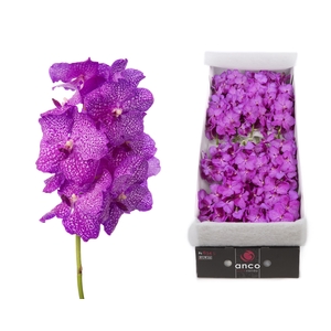 Vanda Nitaya Rosy