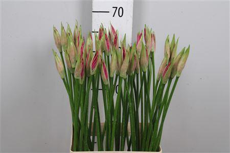 <h4>Ne Bo Ras Van Roon</h4>