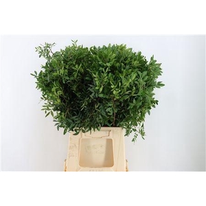 PISTA OV BLAD BS