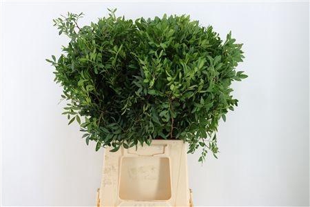 <h4>PISTA OV BLAD BS</h4>