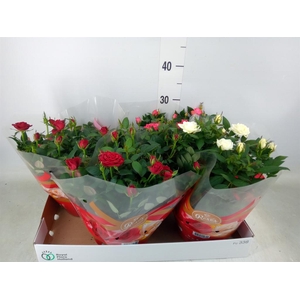 Rosa  'Favourite Roses'   ...mix 3