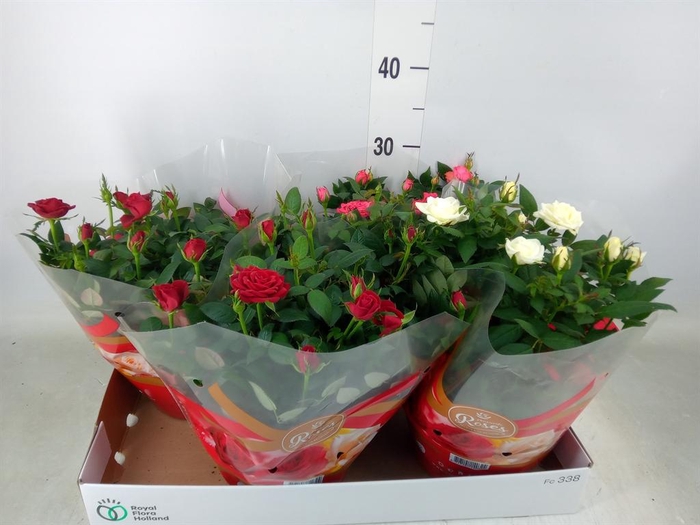 <h4>Rosa  'Favourite Roses'   ...mix 3</h4>