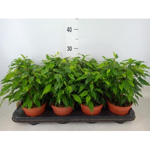 Ficus benja. 'Green Kinky'