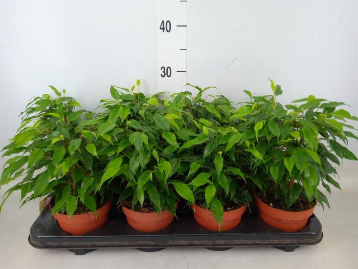 <h4>Ficus benja. 'Green Kinky'</h4>