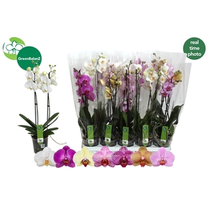 PHAL GEM 7 KL