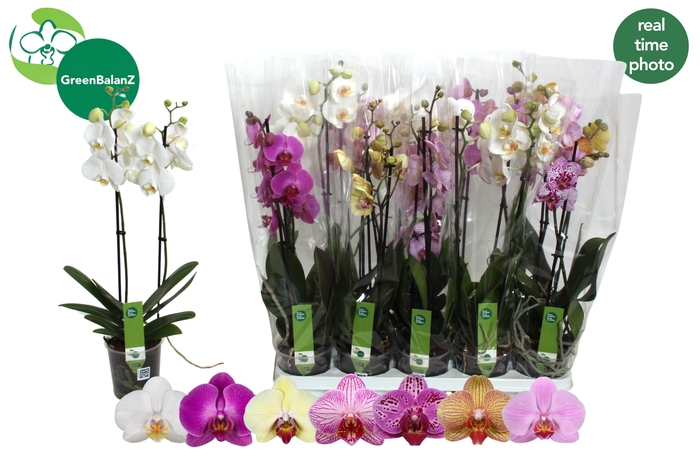 <h4>PHAL GEM 7 KL</h4>