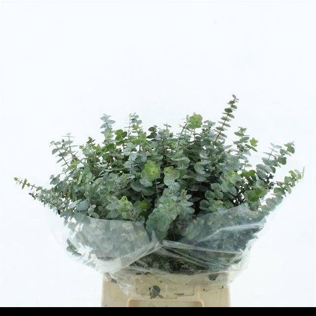 <h4>EUC BABY BLUE P BS</h4>