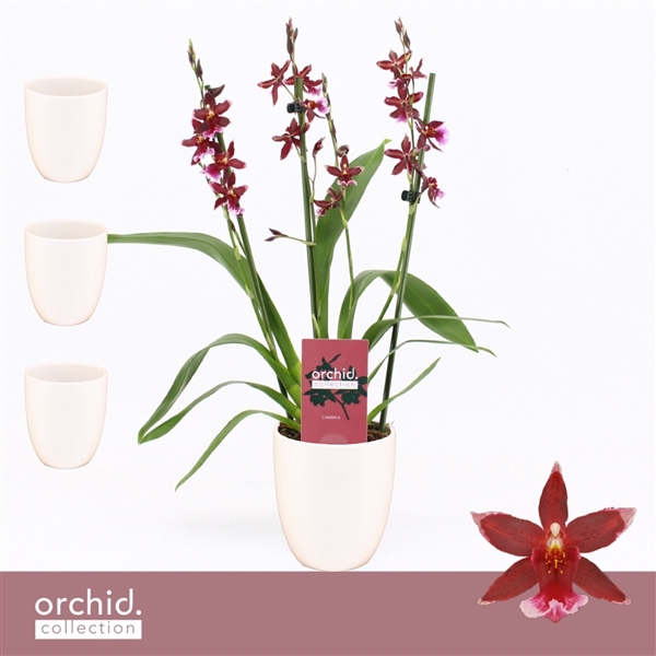 <h4>Barrocco Red, 3/4-spike Compact in Lotte White 'Orchid Collection'</h4>