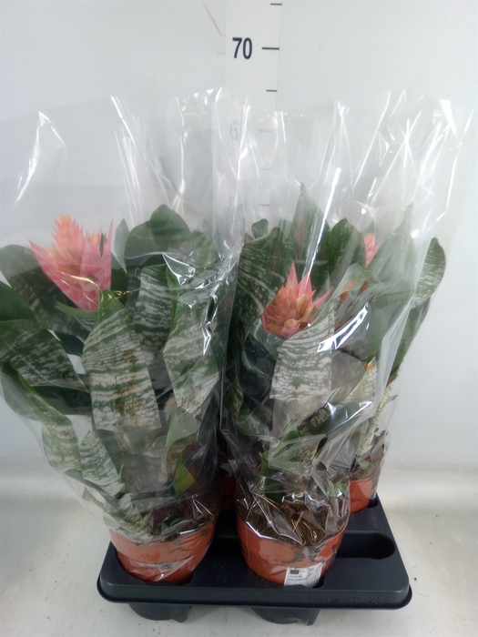 <h4>Aechmea   ...</h4>