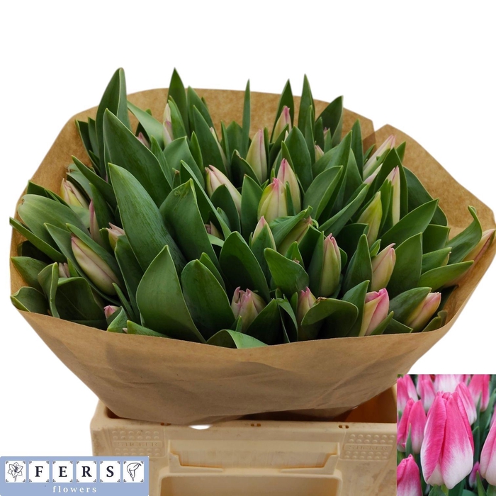 <h4>TU EN MEMPHIS</h4>