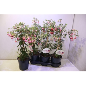 Fuchsia Ov