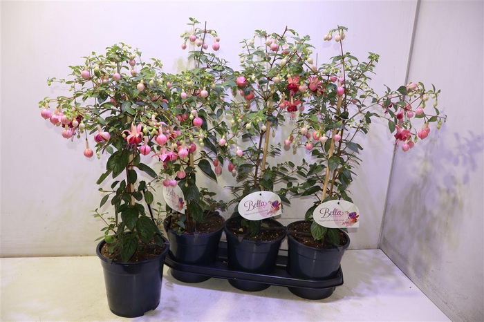 <h4>Fuchsia Ov</h4>