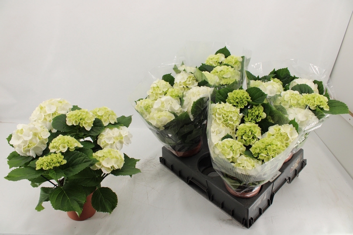 <h4>HYDR M SCHNEEBALL</h4>